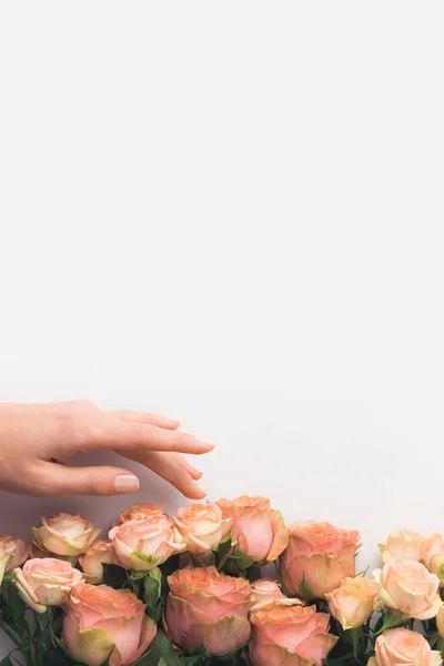 Hand touching pink rose flowers — Stock Photo, Image