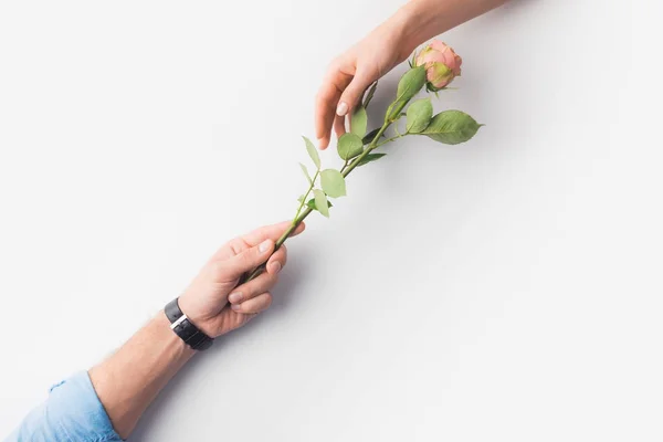 Hands with pink rose flower — Stock Photo, Image