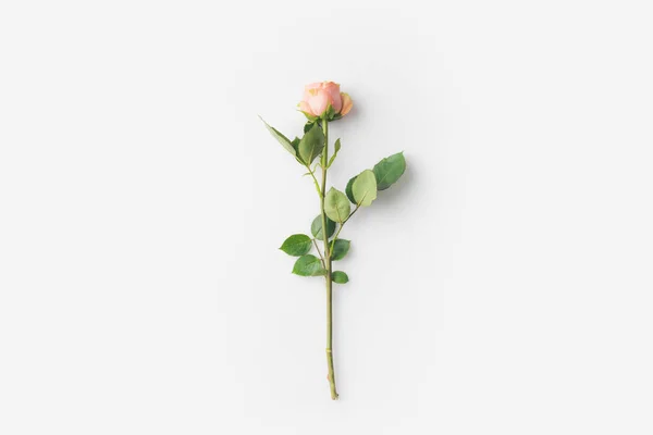 Rose flower with stem — Stock Photo, Image