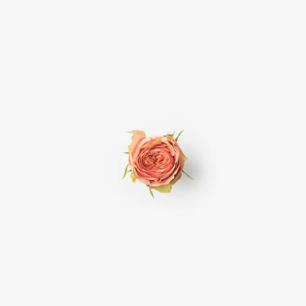 Ροζ τριαντάφυλλο μπουμπούκι — Φωτογραφία Αρχείου