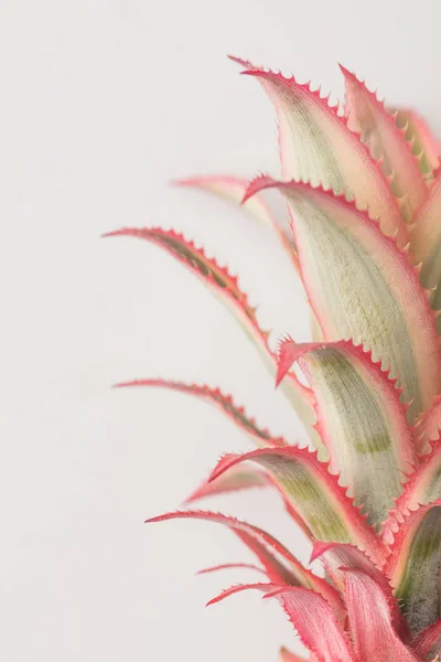 Pink pineapple closeup — Stock Photo, Image