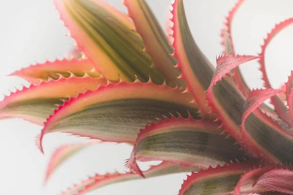 Pink pineapple closeup — Stock Photo, Image