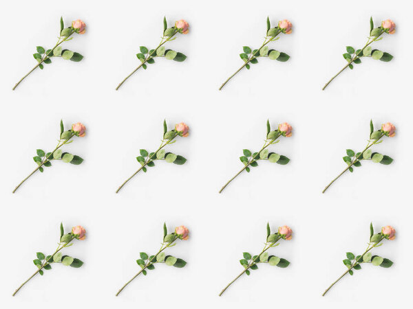 pink roses with petals