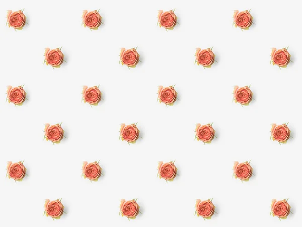 핑크 꽃 봉 오리 — 스톡 사진