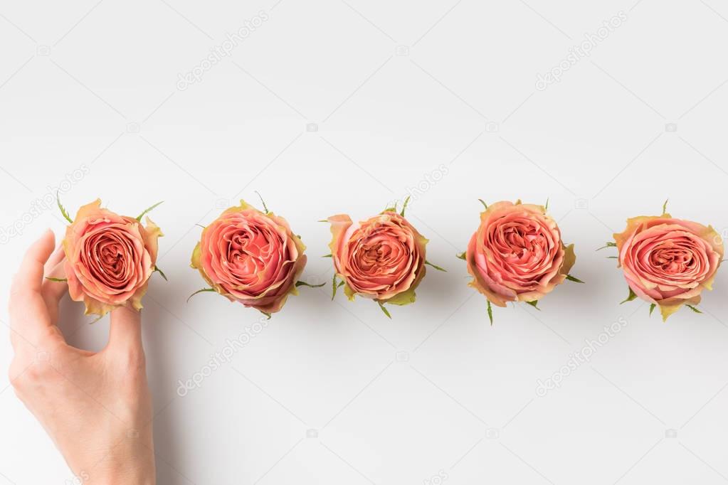 hand touching pink rose buds