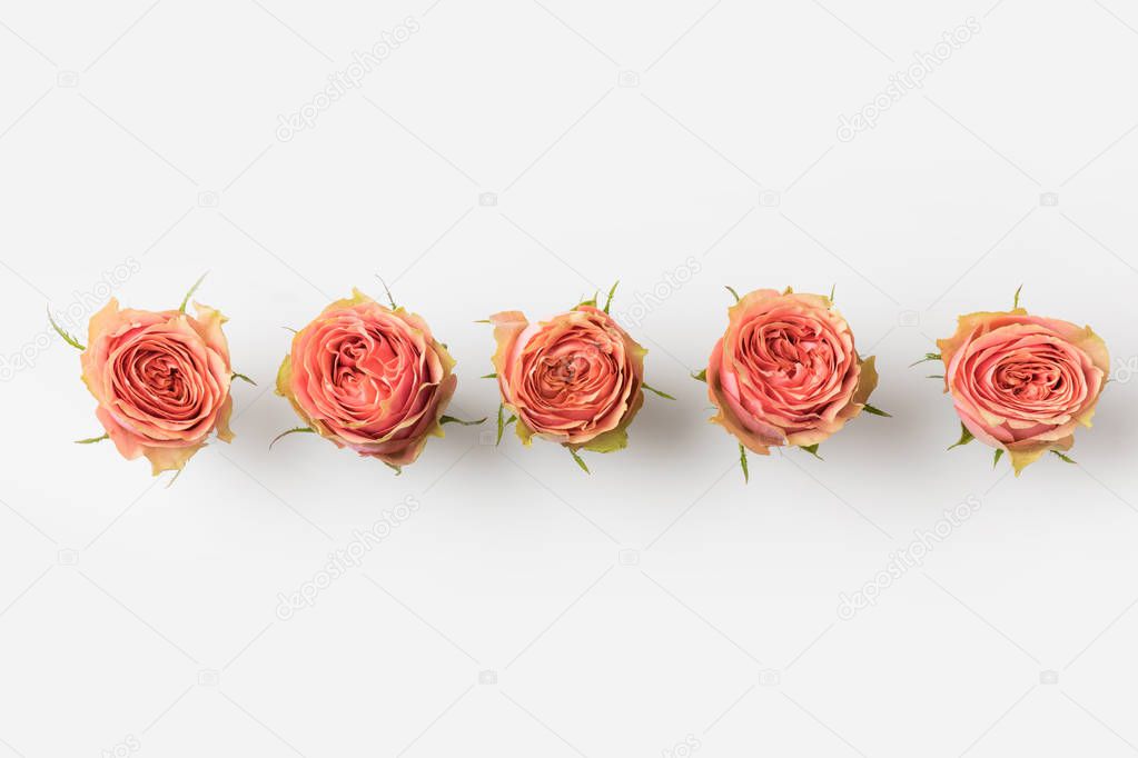 pink roses buds
