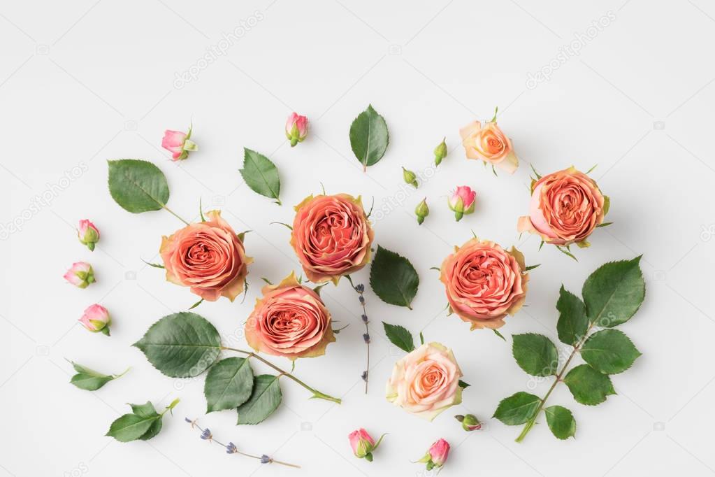 pink rose flowers and petals