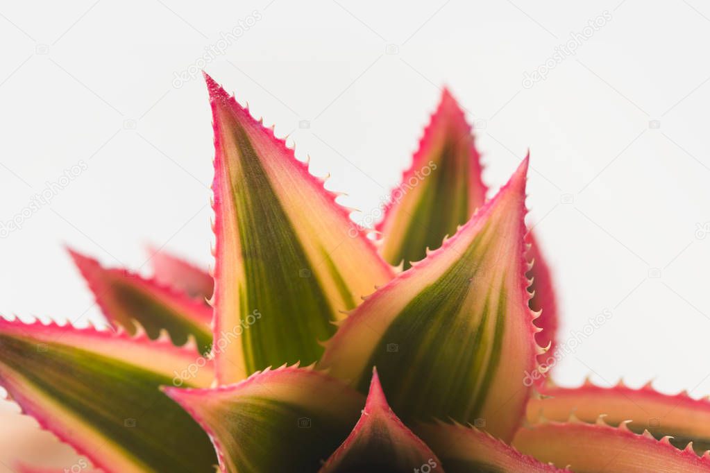 pink pineapple closeup