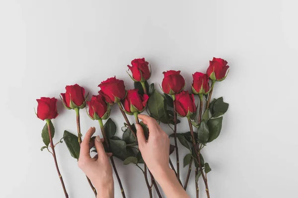 Vista Parcial Mujer Que Arregla Rosas Rojas Aisladas Blanco San — Foto de Stock