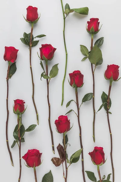 Full Frame Arranged Red Roses Isolated White Valentines Day Holiday — Stock Photo, Image