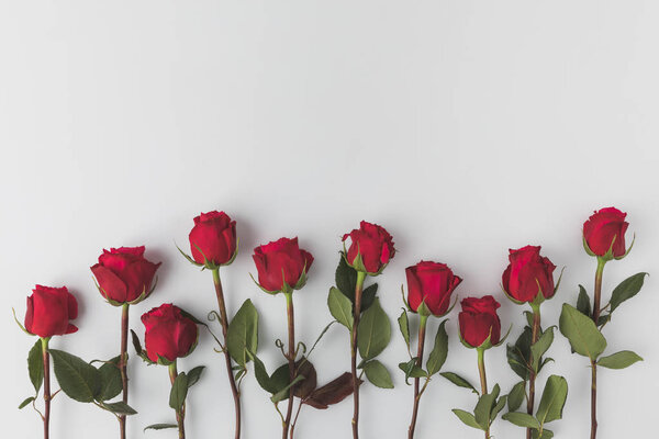 top view of arranged red roses isolated on white