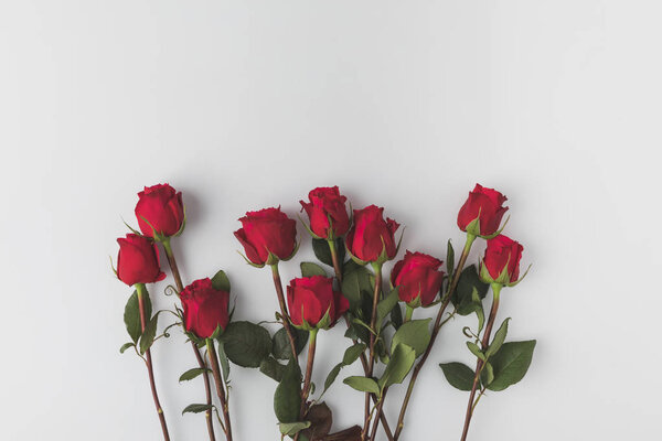 top view of arranged red roses isolated on white