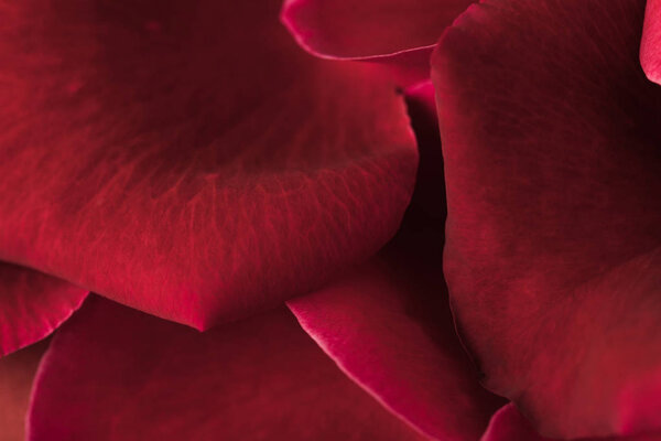 close up view of red roses petals texture