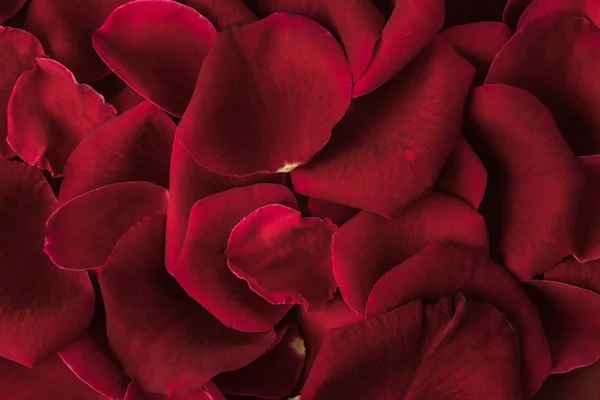 Vue Rapprochée Texture Des Pétales Roses Rouges — Photo