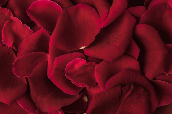 close up view of red roses petals texture