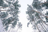 stromy pokryté sněhem v lese: pohled zdola