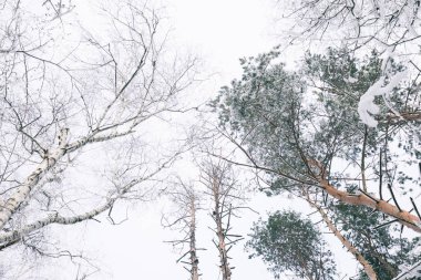 Alt görünümü ormandaki karla kaplı ağaçlar