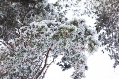 tree branches covered with snow in forest clipart