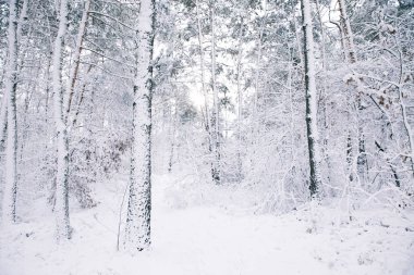 güzel ağaçlar orman kar ile kaplı