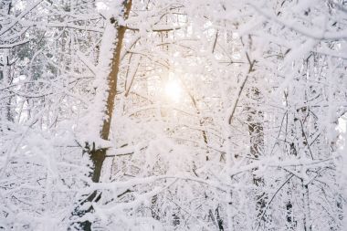 ormandaki karla kaplı ağaçlar arasında güneş