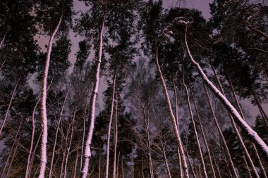 Alt görünümü ile akşam ormanda karda ağaçlarının