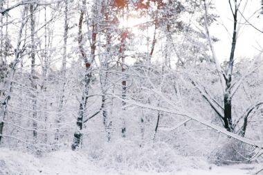 güzel ağaçlar orman kar ile kaplı