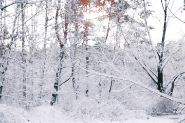 beautiful trees covered with snow in forest clipart