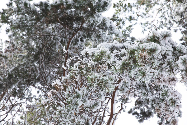 tree branches covered with snow in forest