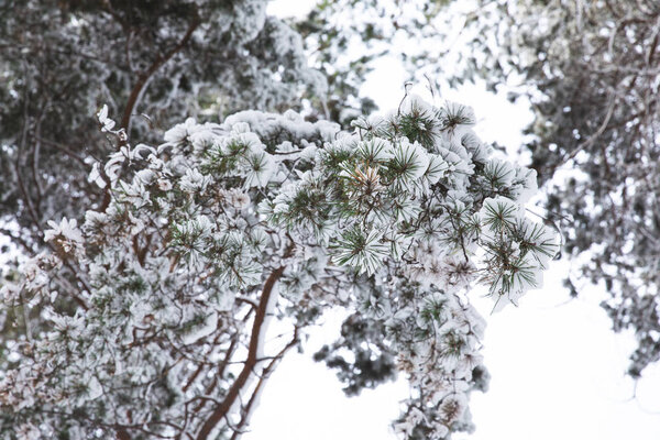 ветви деревьев, покрытые снегом в лесу
