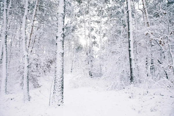 Árvores Bonitas Cobertas Neve Floresta — Fotografia de Stock