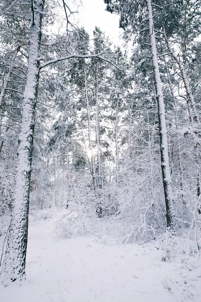 Beaux Arbres Couverts Neige Dans Forêt — Photo