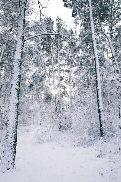 beautiful trees covered with snow in forest