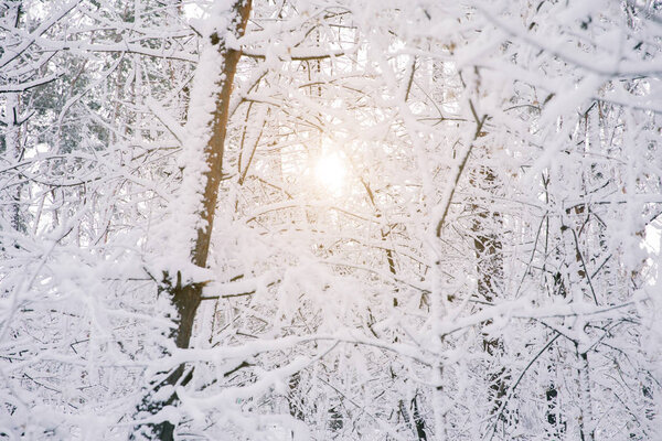 солнце между деревьями, покрытыми снегом в лесу
