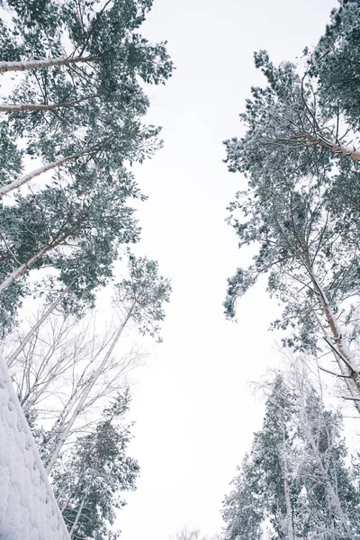 Vista Inferior Los Árboles Cubiertos Nieve Bosque — Foto de Stock