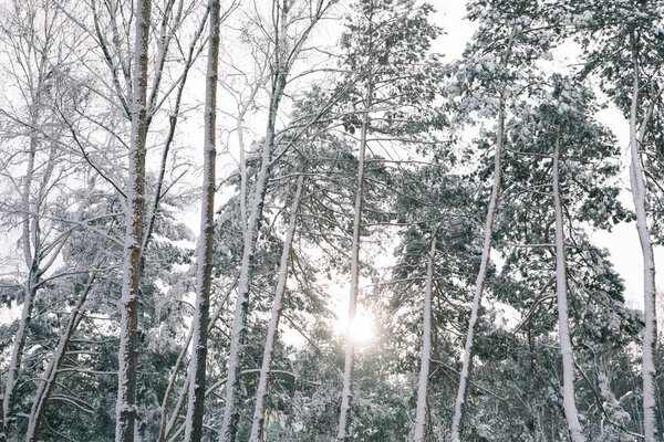 sun between trees covered with snow in forest