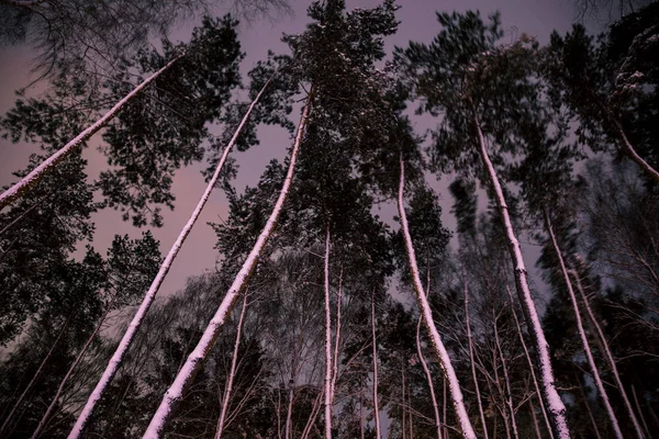 Vista Inferior Árvores Com Neve Floresta Noite — Fotografia de Stock