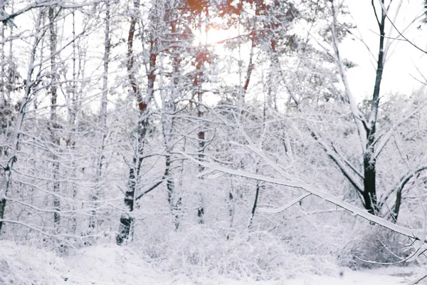 Schöne Bäume Mit Schnee Wald Bedeckt — Stockfoto