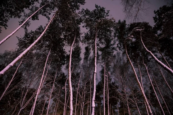 Undersidan Träd Med Snö Skogen Kväll — Stockfoto