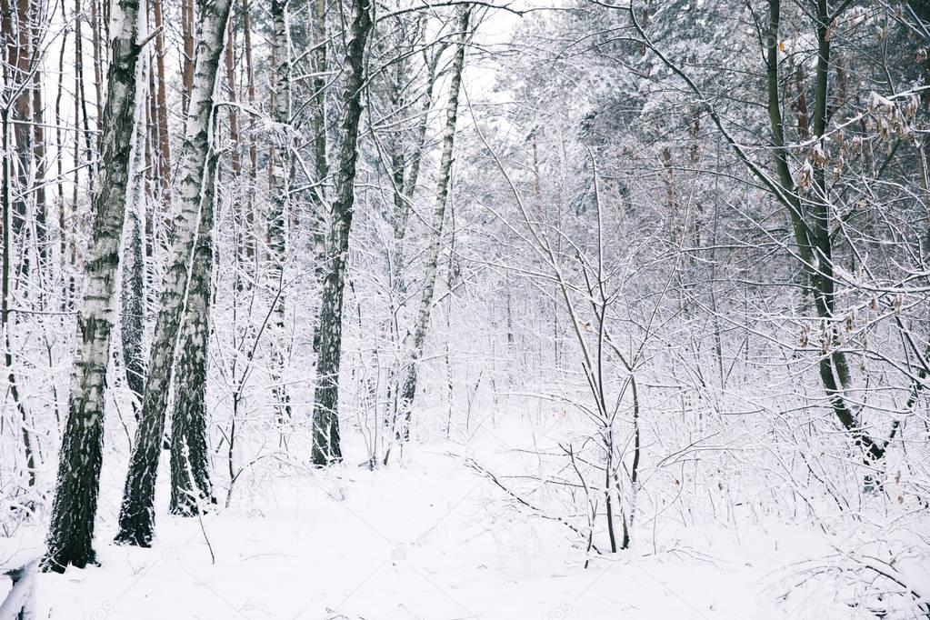 beautiful trees covered with snow in forest