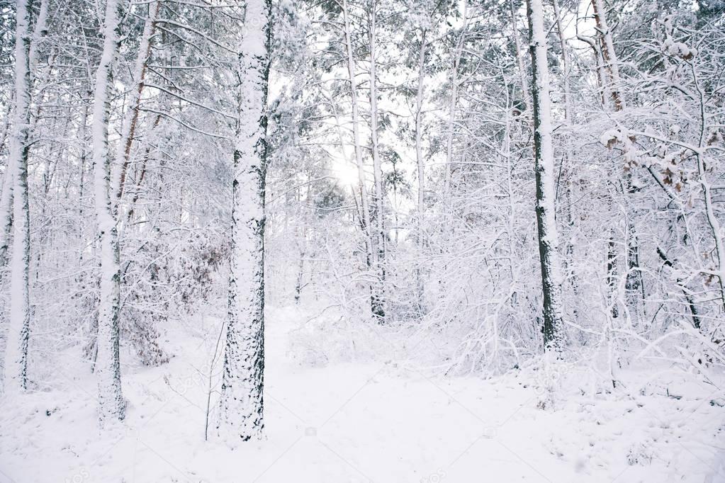 beautiful trees covered with snow in forest
