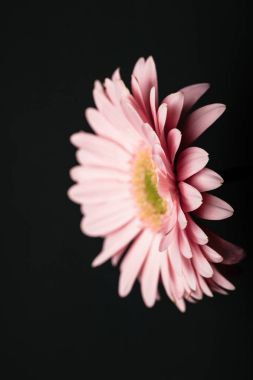 siyah izole güzel pembe gerbera