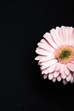 siyah izole güzel pembe gerbera