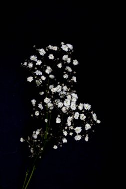 siyah izole güzel küçük beyaz çiçekli dal