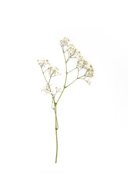 small white flowers on twig isolated on white clipart