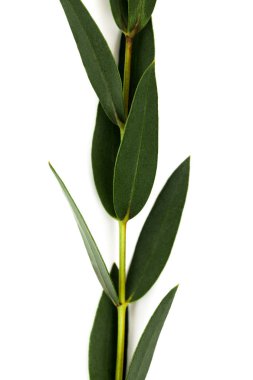 twig with green leaves isolated on white clipart
