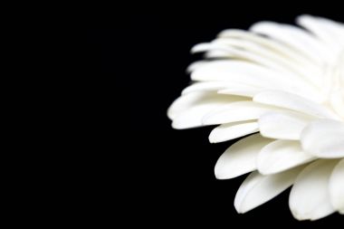 Beyaz gerbera siyah izole kırpılmış görüntü