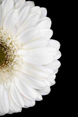 Üstten Görünüm yarısının izole siyah üzerine Beyaz gerbera