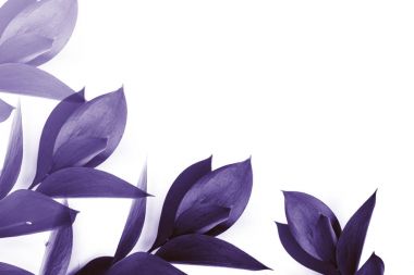 purple leaves on twigs isolated on white clipart