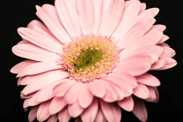 黒に分離された美しいピンク ガーベラのクローズ アップ表示 — ストック写真