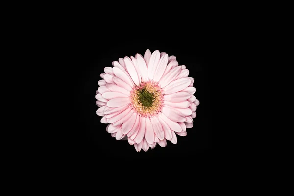 Pohled Shora Krásná Růžová Gerbera Izolované Černém Pozadí — Stock fotografie